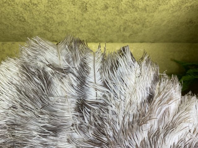 1 antique duvelleroy ostrich feather fan 1905