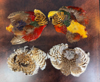 Antique bird skin of two birds‑of‑paradise, preserved trade skins, ca. 1900