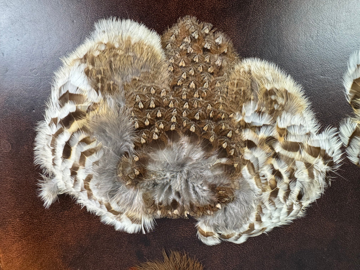 Antique bird skin of two birds‑of‑paradise, preserved trade skins, ca. 1900