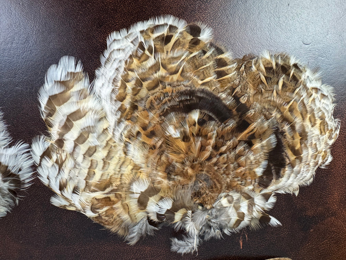 Antique bird skin of two birds‑of‑paradise, preserved trade skins, ca. 1900