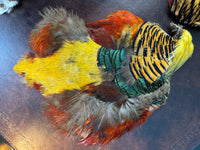 Antique bird skin of two birds‑of‑paradise, preserved trade skins, ca. 1900