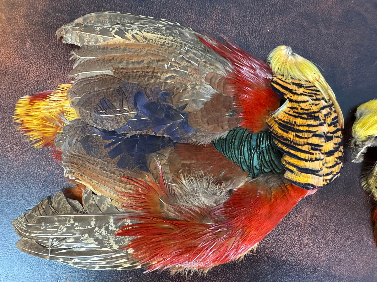 Antique bird skin of two birds‑of‑paradise, preserved trade skins, ca. 1900