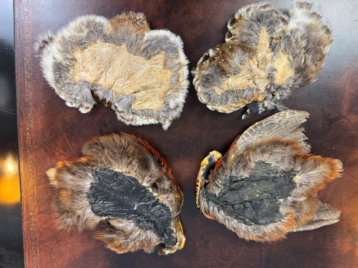 Antique bird skin of two birds‑of‑paradise, preserved trade skins, ca. 1900