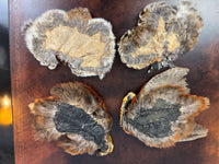 Antique bird skin of two birds‑of‑paradise, preserved trade skins, ca. 1900