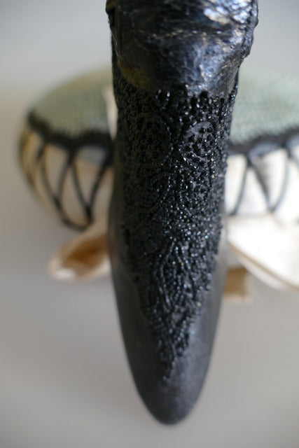BALLY Modellschuh, ca. 1901