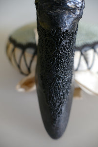 BALLY Modellschuh, ca. 1901